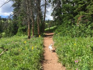 Happy summer from Montana! IMG_8498