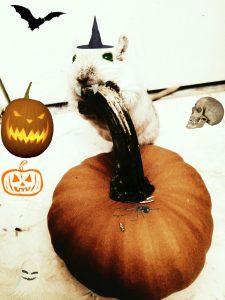 Halloween contest entry of Poulet! thumbnail_img_2796