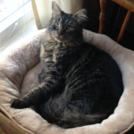 Profile picture of pippin
