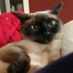 Profile picture of KhloeTheSiamese