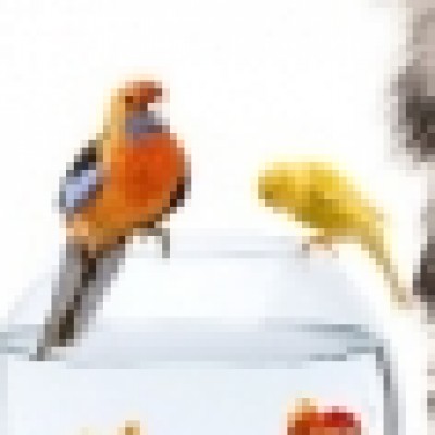 Group logo of Birds